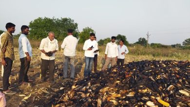 नळणी येथील शेतकरी रावसाहेब धोंडीबा वराडे यांच्या जळालेल्या मक्का गंजीची पाहणी करताना उपतालुकाप्रमुख अर्जुन ठोंबरे.