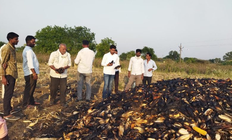 नळणी येथील शेतकरी रावसाहेब धोंडीबा वराडे यांच्या जळालेल्या मक्का गंजीची पाहणी करताना उपतालुकाप्रमुख अर्जुन ठोंबरे.